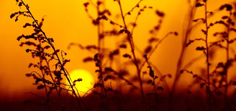 植物夕阳背景