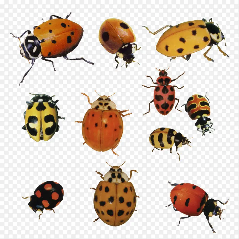 各种甲虫