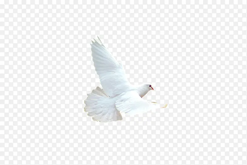 白色飞鹤