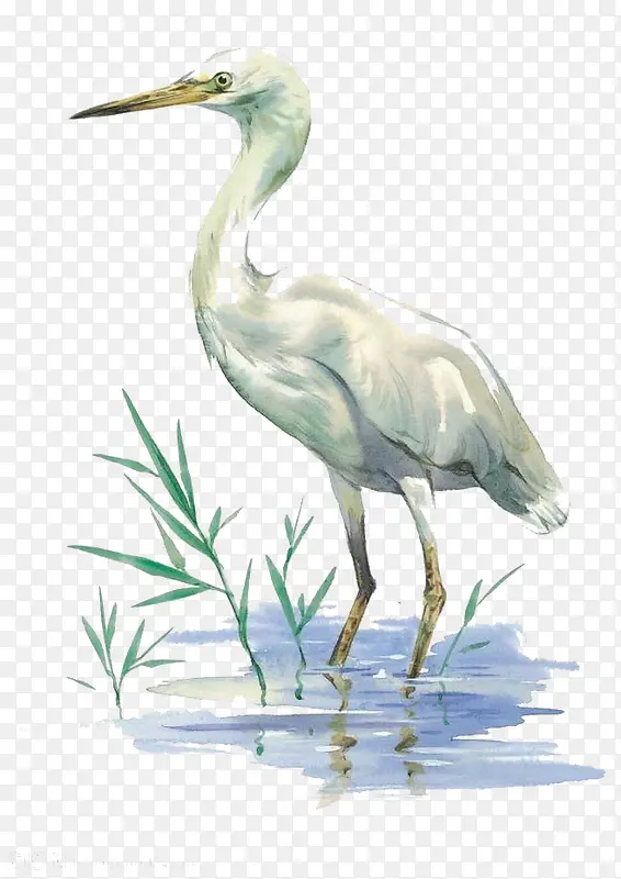 水彩白鹤