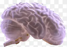 大脑