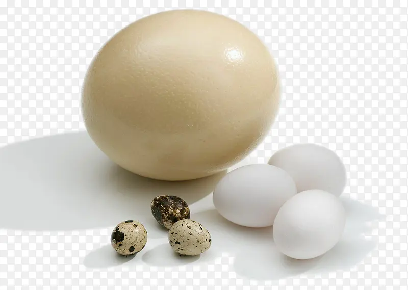 鸵鸟蛋鸡蛋鹌鹑蛋