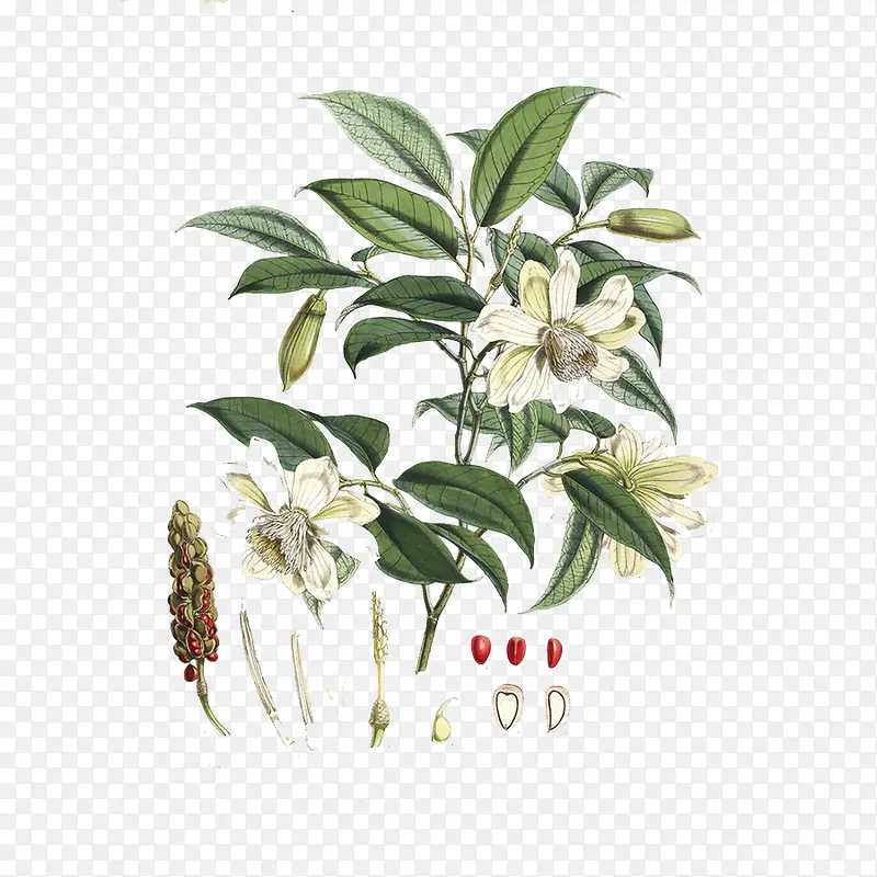 花卉写实手绘画
