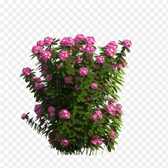 红色花树花枝图片装饰