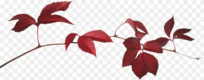 红色叶子花枝装饰图片