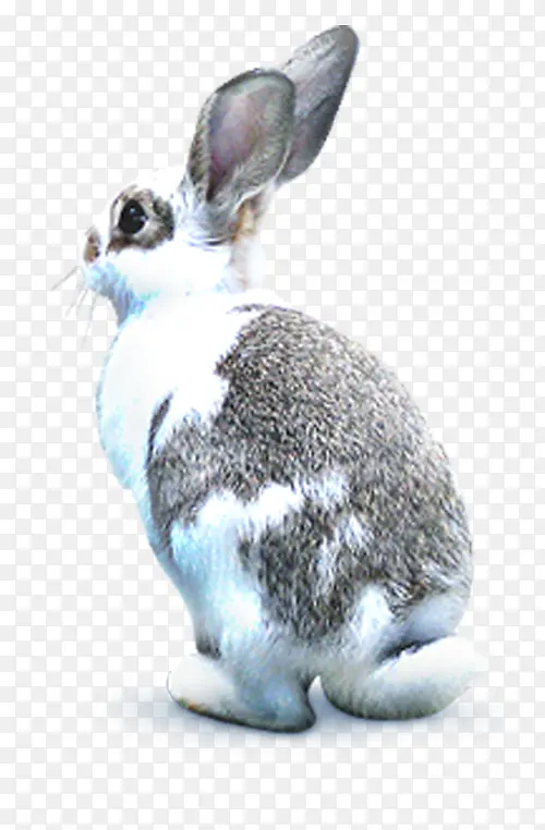 冬季灰色可爱小兔