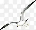 海鸥海鸟飞翔