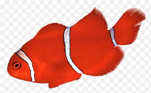 白条纹红鱼