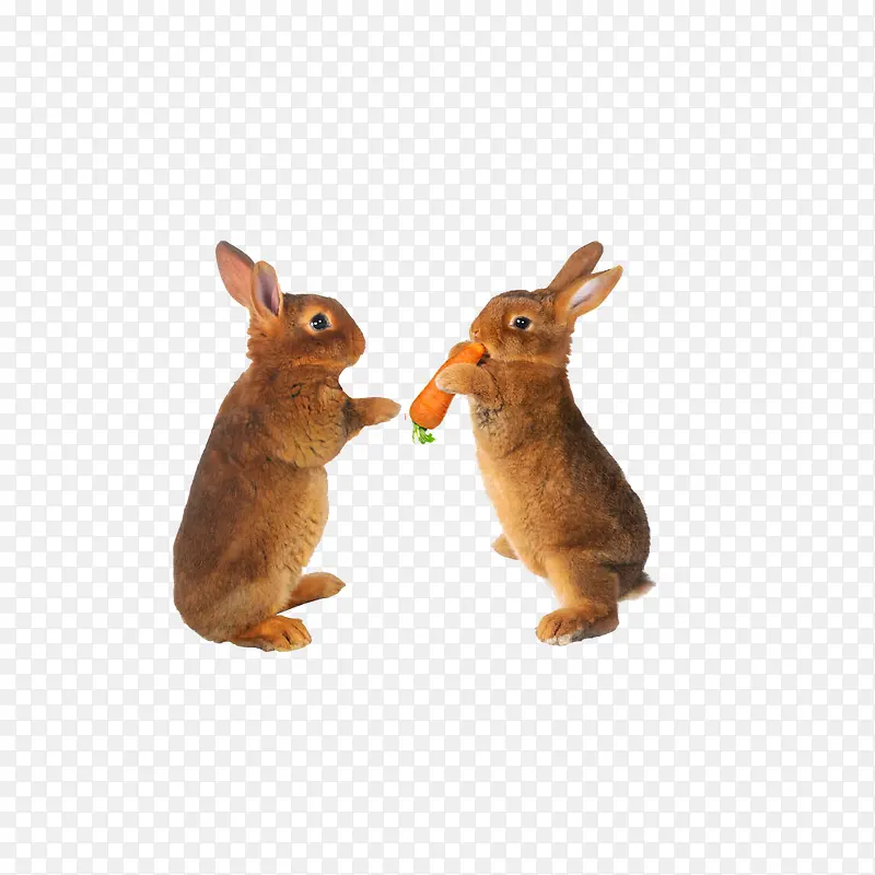 两只灰兔子吃胡萝卜