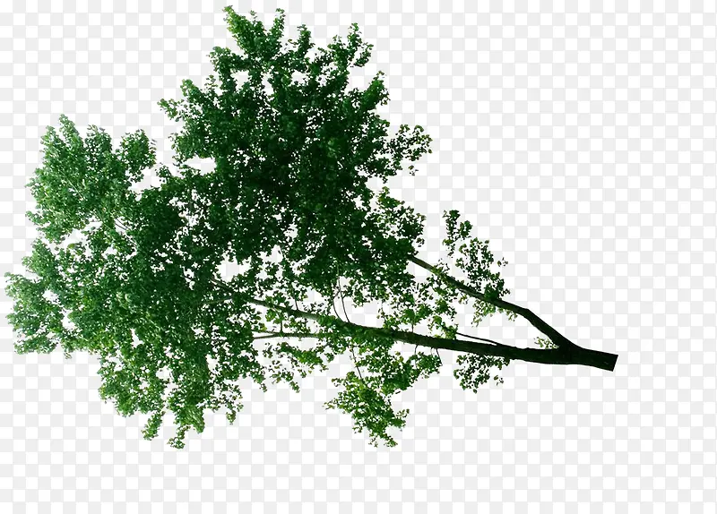 高清活动海报绿色树枝植物