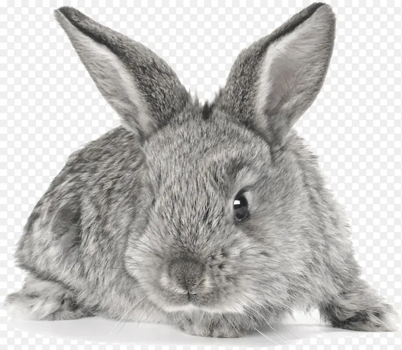 灰色的兔子