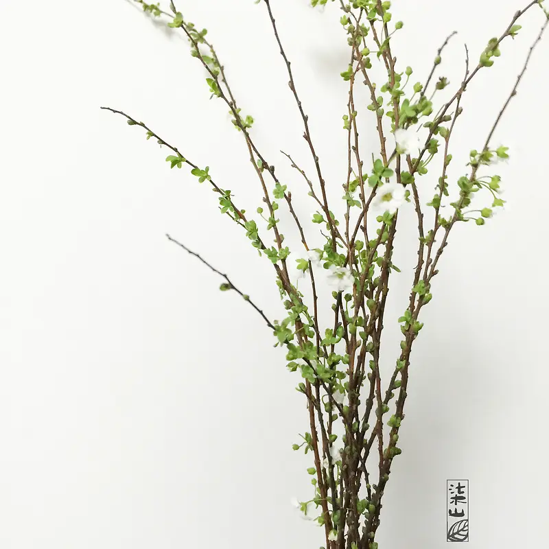 绿色树枝简约壁纸