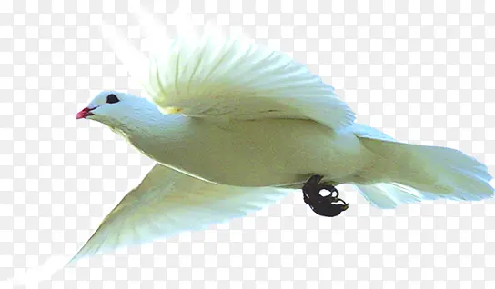 白色和平鸽飞翔美景