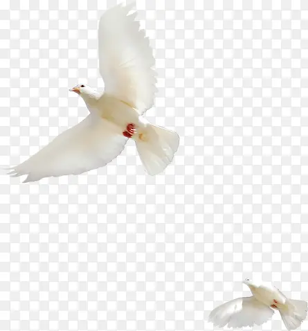 白色精美飞翔白鸽