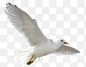 白色唯美飞翔白鸽
