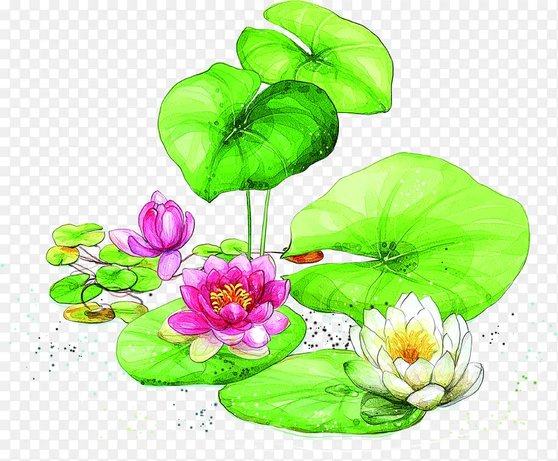 夏天荷花素材