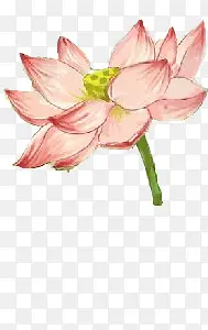 红色荷花素材