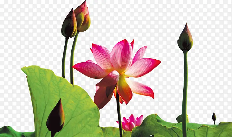 纯洁盛开莲花国庆海报