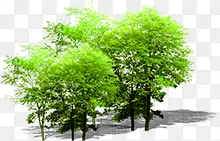高清摄影绿色草本树木