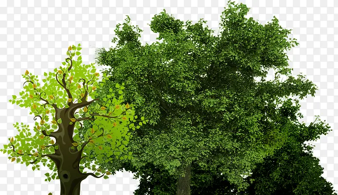 绿色春天树木丛