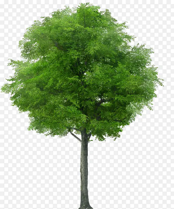 绿色树木灌木植物