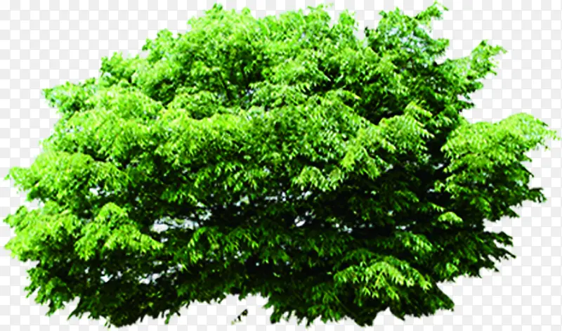 绿色清新树木植物
