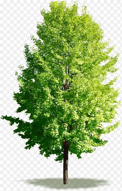 绿色清爽树木春天
