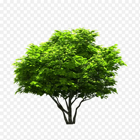 绿色树木图片相关素材