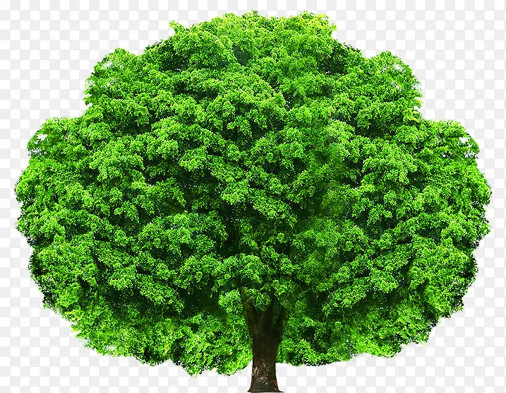 夏日海报植物绿色树木