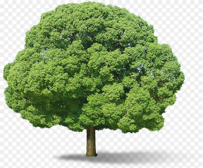 绿色树木植物植物PNG图片素材下载_图片编号10658787-PNG素材网