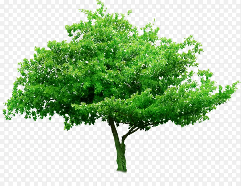 绿色春天绿化环保树木