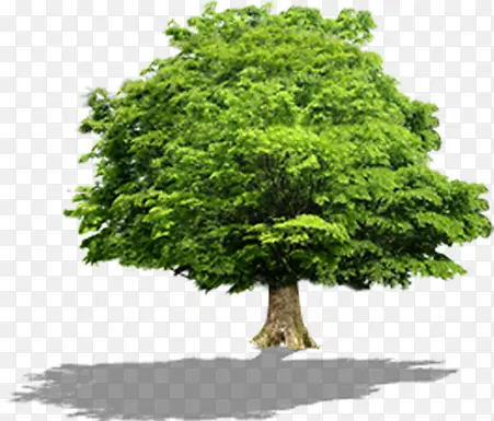 绿色朦胧树木植物