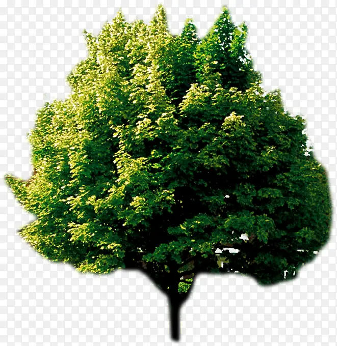 创意高清绿色树木合成渲染