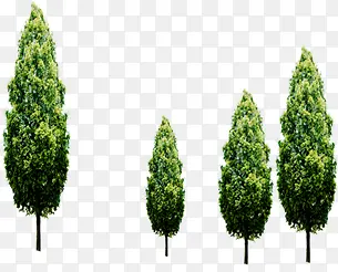 比较绿色植物树木