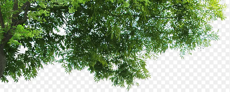 绿树角度景观植物PNG图片素材下载_图片编号10659207-PNG素材网