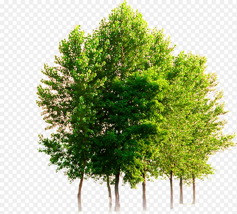绿树植物景观树木