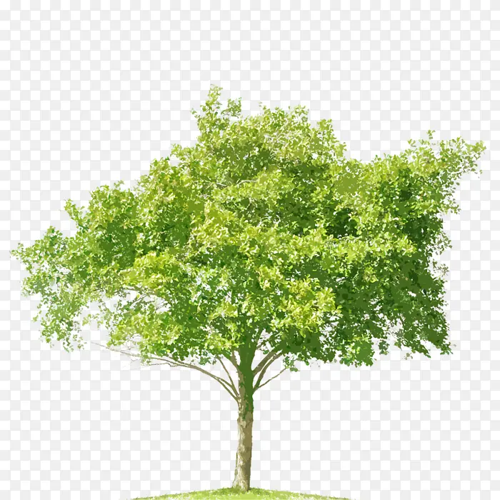 绿树立面树淡绿色叶子