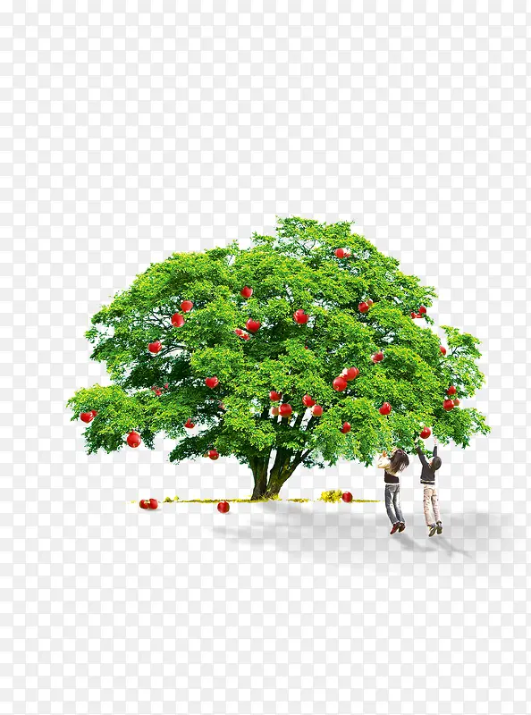 绿树红色果实人物采摘