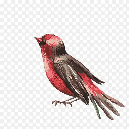 一只红色的鸟
