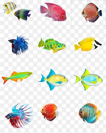 各种海底鱼