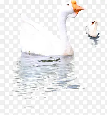 白色鸭子水卡通效果设计
