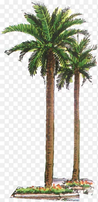 手绘热带椰树植物