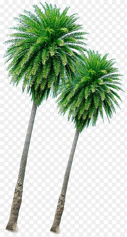 绿色高大椰树美景