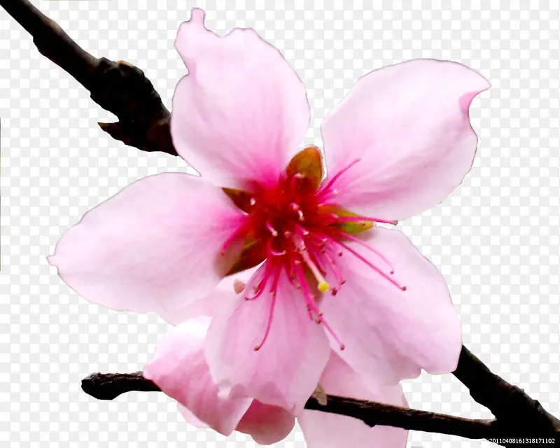 粉色绽放花朵花枝