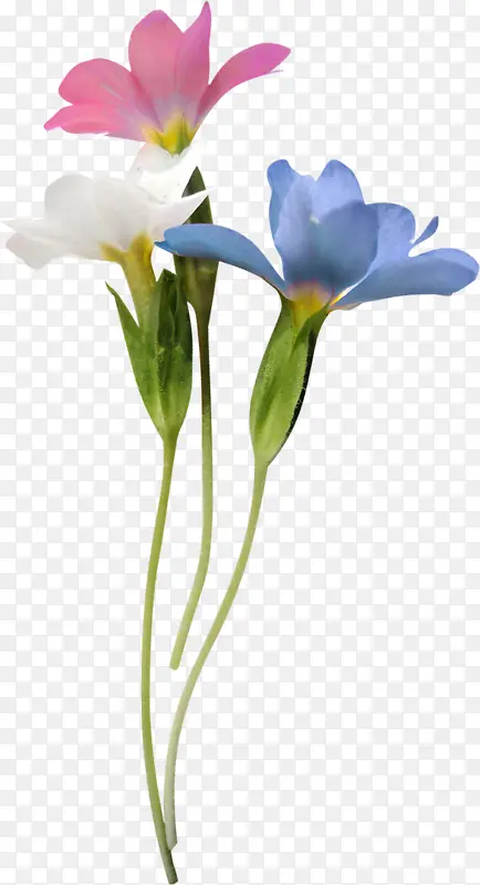红白蓝鲜花小花
