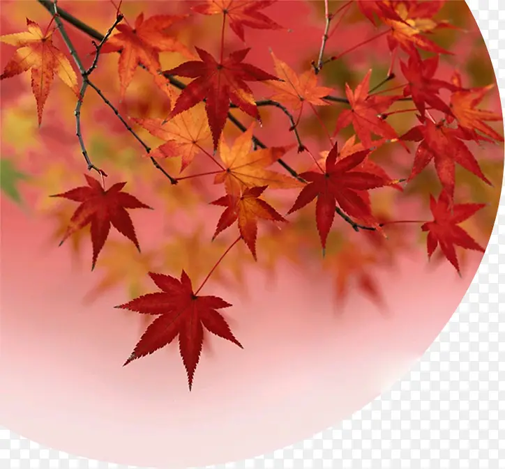 秋季红色枫叶风景