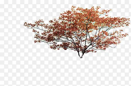 红色秋季树冠环境素材