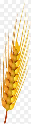 黄色手绘秋季麦穗