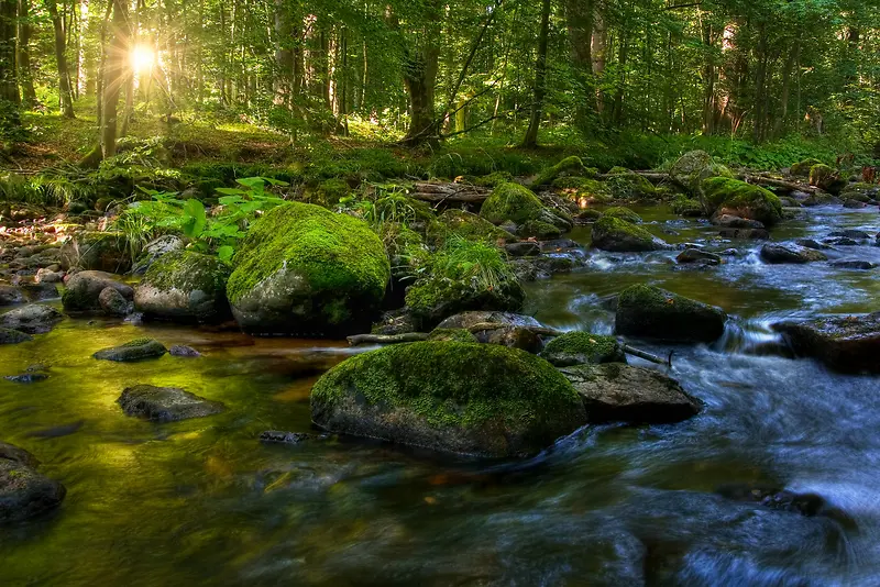 森林溪流流水大自然