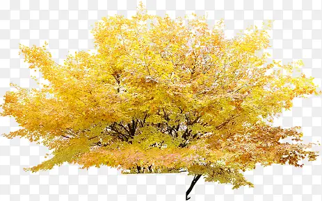 黄色树叶枫叶大树